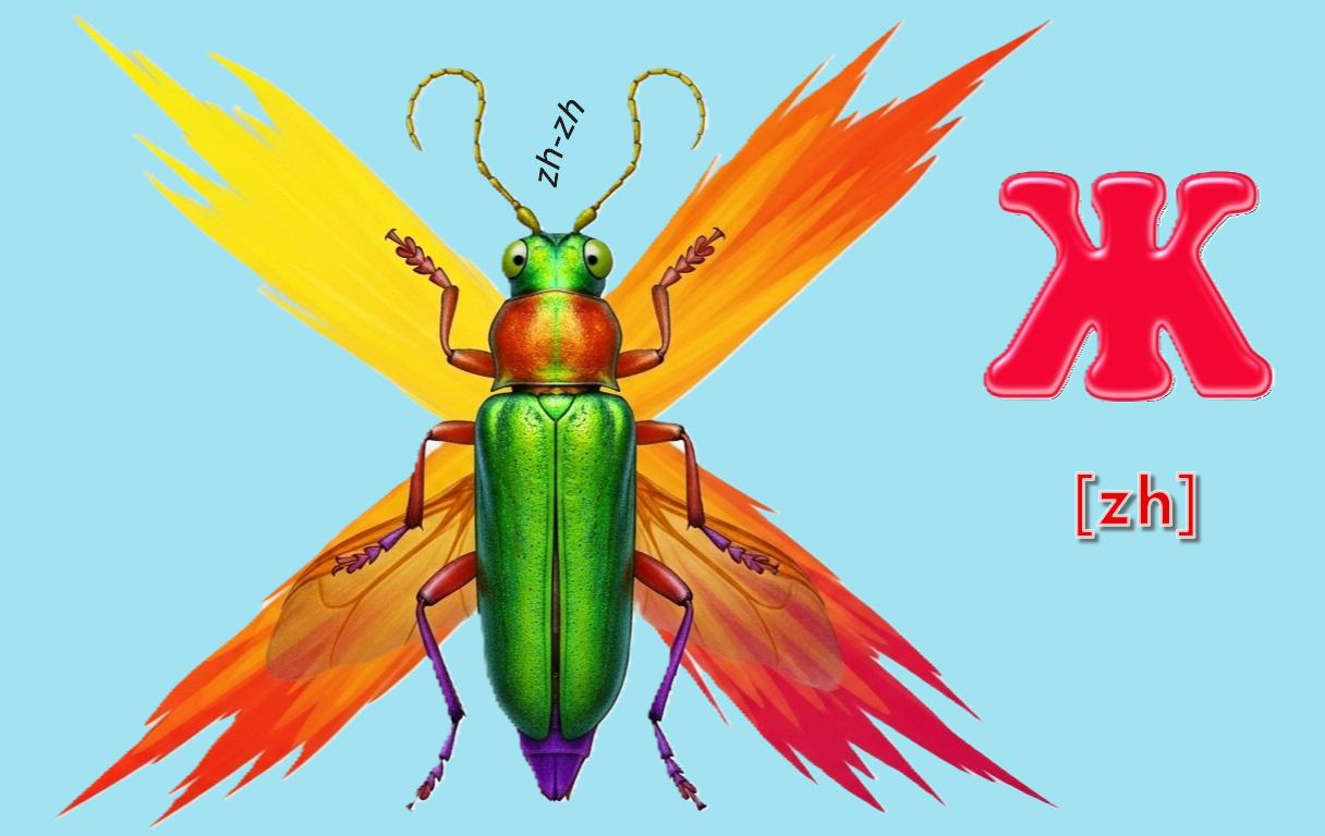 Illustration: The beetle's wings Zh